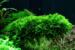 1-2-Grow. Vesicularia montagnei 'Christmas'