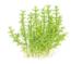 1-2-Grow. Gratiola viscidula