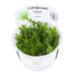 1-2-Grow. Gratiola viscidula