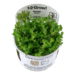 1-2-Grow. Rotala indica 'Bonsai'