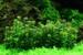 1-2-Grow. Rotala indica 'Bonsai'