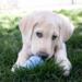 KONG Puppy Large