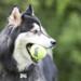 2 X KONG SqueakAir Tennis Ball L 8cm