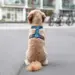 Dog Copenhagen Comfort Walk Air Harness - Ocean Blue