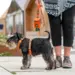 Dog Copenhagen Comfort Walk Air Harness - Orange