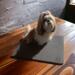 B&B Professional Grooming Mat 45 x 60 cm