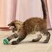 Kong Cat Active Tennis ball ø 4 cm