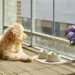 Dog Copenhagen Vega Skål - Mint Green