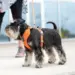 Dog Copenhagen Comfort Walk Pro Harness - Orange