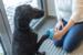 Trixie Paw cleaner - Poterenser M/L