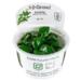 Anubias barteri nana 1-2-Grow