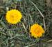 JR Farm Grainless PLUS Giant Night Light & Dandelion 100g