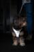 Curli Clasp Air Mesh Step-in Dog Harness - Blue