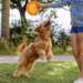TPR Frisbee til Hund – Fly-Disc “Paw” Ø22 cm (Outlet)