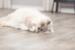 Trixie Bjørn med catnip