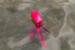 Dog Comets Alien Octo Pink - Medium
