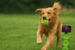 Dog Comets Starlight Tennisbold – Grøn (Str. M, 3-pak) (Outlet)