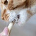 Wanpy Cat Freeze Dried Cat Grass