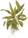 1-2-Grow Cryptocoryne wendtii 'Green'