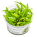 1-2-Grow Cryptocoryne wendtii 'Green'