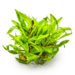 1-2-Grow Cryptocoryne wendtii 'Green'
