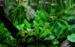 1-2-Grow Cryptocoryne wendtii 'Green'