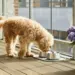 Dog Copenhagen Vega Skål - Petrol Blue