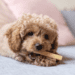 Yaki Peanutbutter M 70–75 g vegetarisk tyggeben med peanut til hund