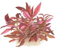 1-2-Grow. Alternanthera reineckii 'Mini'