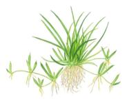 1-2-Grow. Littorella uniflora